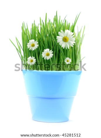 [Obrazek: stock-photo-daisies-45281512.jpg]