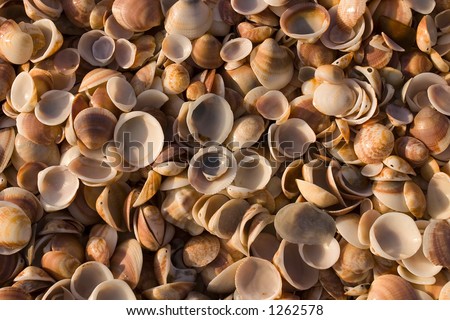 seashell wallpaper. Seashells - Background 1