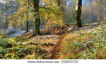 Path through beech wood with snow in autumn, Worcestershire, England