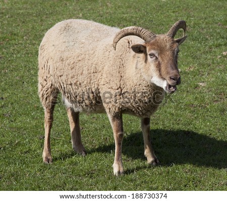 The rare breed Castlemilk Moorit farm animal.