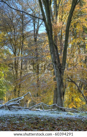 English Woods