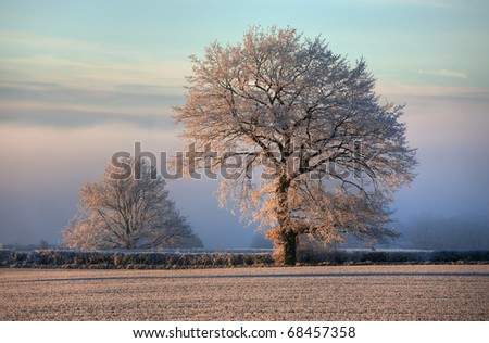 Oak with hoar frost, Gloucestershire, England.