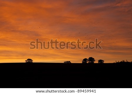 Sunset silhouette with migrating birds