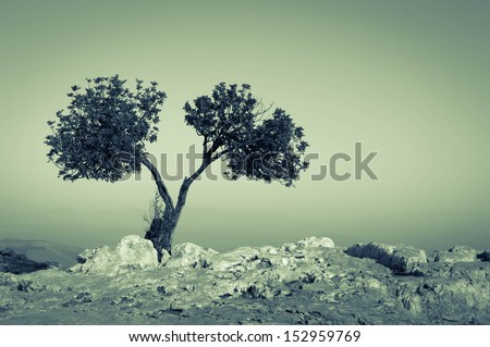Desert Tree Couple Scenario. A Tree Split In Two Parts On A Mountain Top. Monochrome Fellowship Concept.