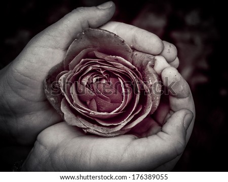 A blossom of rose cherished in the dirty hands. Toned monochrome.