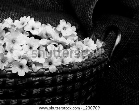 Spring harvest for herbal tee - primrose blossoms in a basket. Black and white.