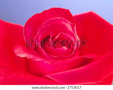 Red Rose Flower Head Closeup with Perfect Curves and Details