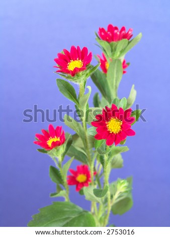 Daisy plant portrait with small red and yellow flowers set against a blue background
