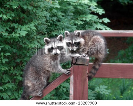 Lovely pair of raccoons resting and starring on a deck during the day
