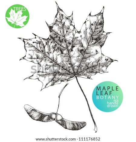 Maple Leaf Seed