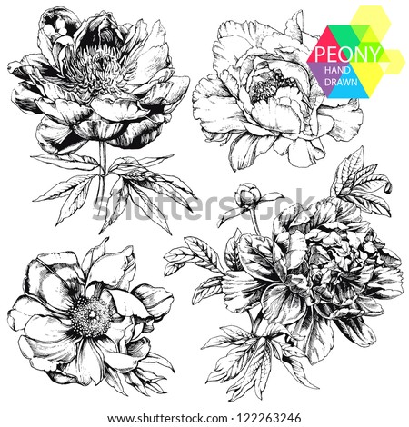 Engraved Hand Drawn Illustrations Of Ornate Peonies. Flower Buds, Leaves And Stems Can Be Easily Separated And Removed