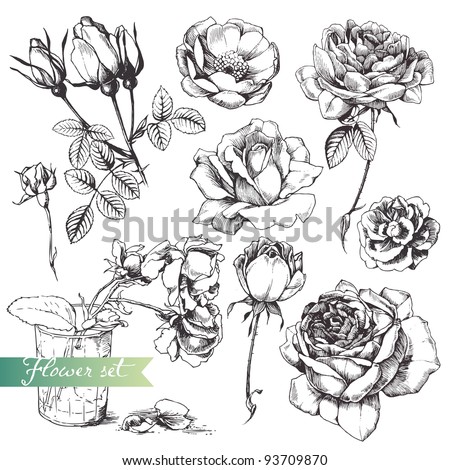 Flower set: highly detailed hand drawn roses.