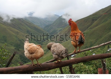 Chickens at the Andes mountains, Peru