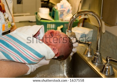 Brand new baby gets hair washed for the first time in the hospital nursery.