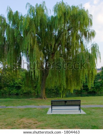 Serene view of a wrought iron park bench that looks upon an old weeping willow tree.