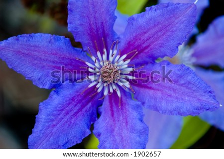 Macro / close-up image of blue clematis with purple veins and stamen. DOF deep enough for good focus on flower details while completely isolating it from a blurred background.