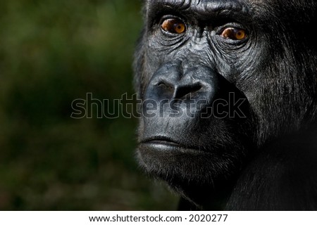 Large silver back gorilla staring down the viewer. It is rare to capture an image of these animals making eye contact, it is a sign of aggression.
