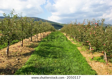 Two rows of apple filled trees converge toward the horizon. A mountain and partly cloudy sky provide the setting even more beauty. Apples are ripe and many have already fallen from the trees.