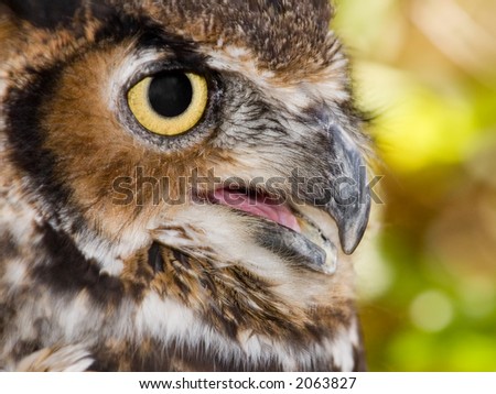 Extremely tight close-up of a Great Horned Owl with beak open. Focus sharp on the eye and beak and falls off further away from these points of interest.