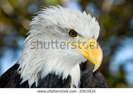 National bird, the Bald Eagle, against a muted blue sky and green foliage background.