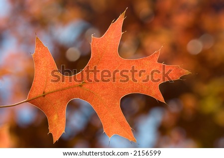 Backlit Pin Oak tree leaf a vibrant color as it changes for Fall. Highly detailed leaf, with individual veins and cells clearly visible, against a smoothed backdrop of Autumn colors and blue sky.