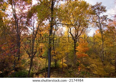 Scene of colorful woods with autumn foliage colors. A split rail fence runs through the bottom of the frame.