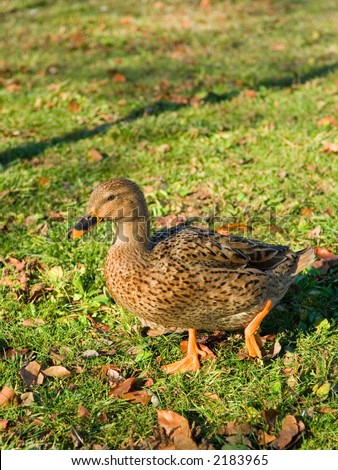 Brown Wood Duck walking over a green field of grass