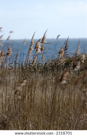 Side-lit sea grass with great bay in background.