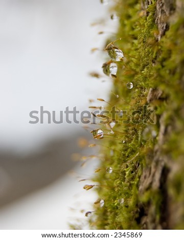 Extreme close-up with shallow DOF focus on water drops on moss. This is an oak tree in the woods after a snow storm. The water drops are melted snow.