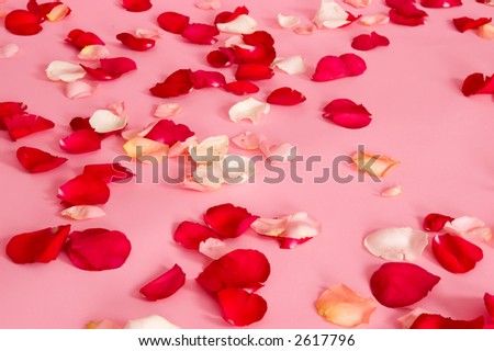 Real rose petals from pink, red, white, and yellow roses, scattered on a pink background.