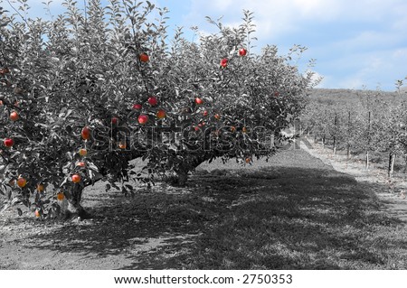 Magical / surreal apple orchard in false color similar to infrared with extra processing returning the color to the blue sky and red apples in foreground.