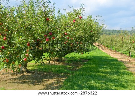 Two apple trees with ripe red apples ready to be picked in an apple orchard.