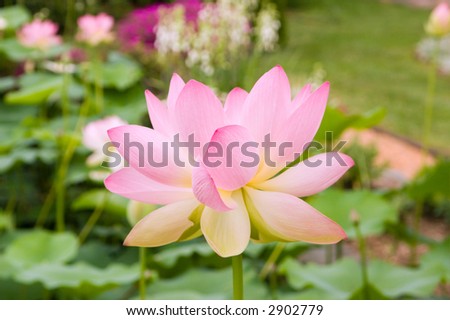 A vibrant pink lotus flower fills the foreground while pink, red, and white flowers in the distance offer an impressionist backdrop.