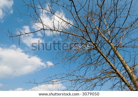 Warmth and blue sky of spring are returning but this tree has not yet begun to leaf out.
