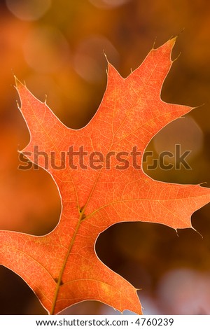 Detailed close-up of a Pin Oak tree leaf colored orange by the changing seasons. Captured with a close-up filter to get high detail and at the same time blur the background to a creamy Autumn hue.