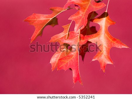 Brilliant red Pin Oak tree leaves against seasonal red (false color) background, leaving plenty of room for text or design elements.