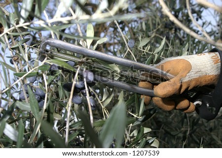 picking olive Garda Lake Italy olive trees