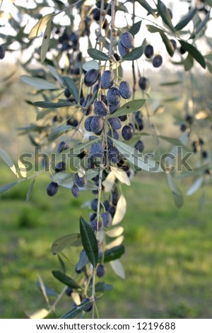 Garda Lake Italy olive trees sunset
