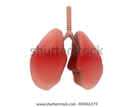 lungs 3d