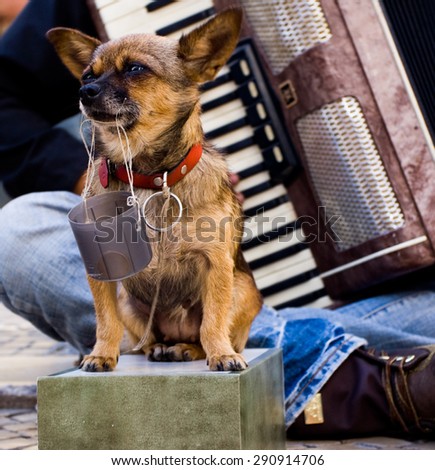 A small sad dog collecting money for a street musician