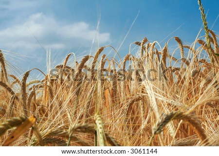 Golden barley ears framed against blue sky