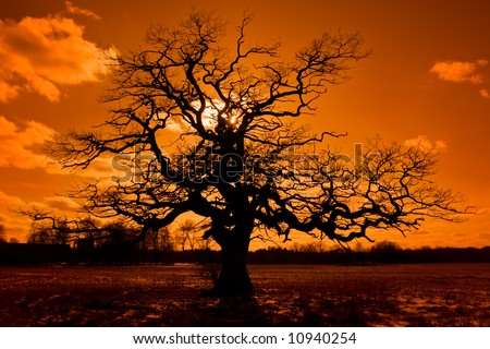 Clip Art Tree Silhouettes. Lone oak tree silhouette