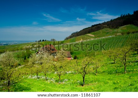 Vineyard in Schwarzwald, Germany, in spring time