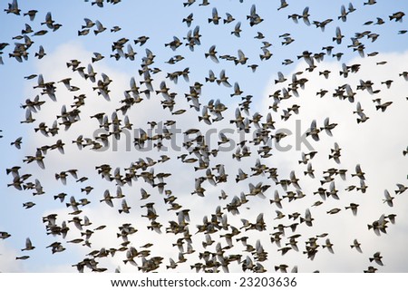 Migratory Birds on Flock Of Birds Gathering Before Migration Stock Photo 23203636