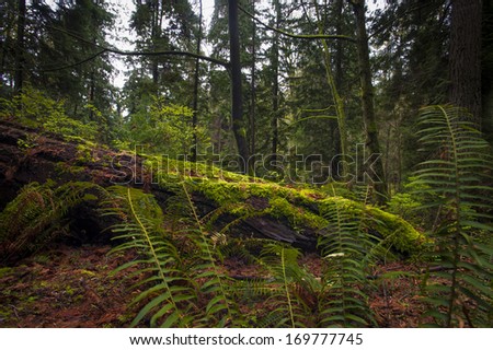Fallen tree or nurse log sits in an old growth forest.