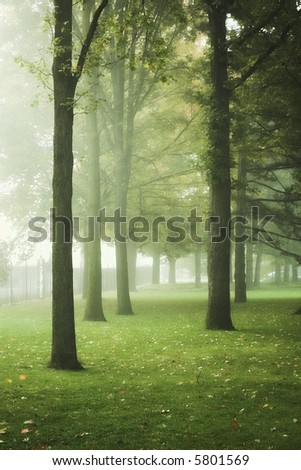 Autumn park or forest with fog and leaves on ground