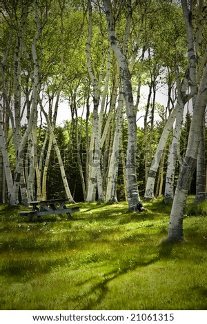 Picnic bench sits on lawn under canopy of birch trees