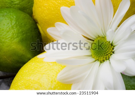White daisy sits in a bowl of citrus fruits. Lemon and lime background.