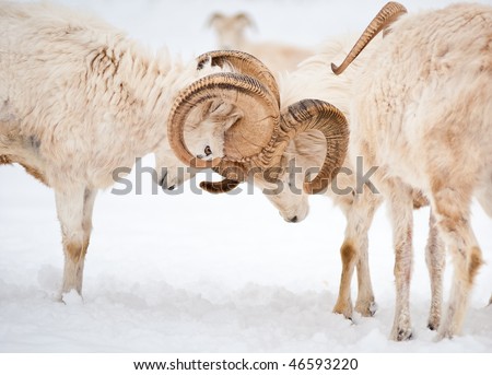 Two fighting male Dall Sheep (Ovis Dalli) ram horns in a display of power.
