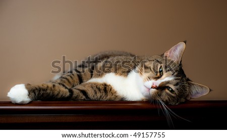 L'atelier de Sioux Stock-photo-brown-and-white-tabby-cat-rests-on-table-top-with-plain-beige-background-49157755